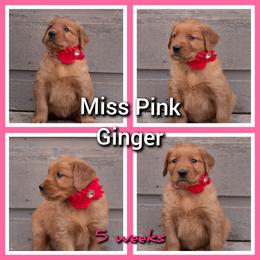 Golden Retriever Puppies from SK Golden Retrievers