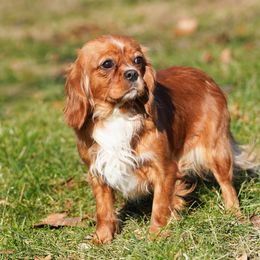 Cherry - Cavalier King Charles Spaniel