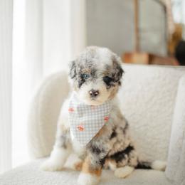Shep - Blue merle male Aussiedoodle puppy in Inman, South Carolina from Dark Corner Doodles