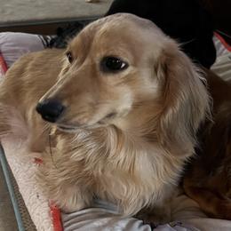 Stevie - Dachshund