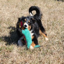 Conor - Black tri Miniature American Shepherd puppy in Meadows Of Dan, Virginia from Nashira