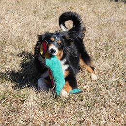 Conor - Black tri Miniature American Shepherd puppy in Meadows Of Dan, Virginia from Nashira