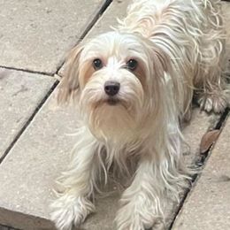 Elsa - Yorkshire Terrier