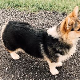 Pembroke Welsh Corgi Puppies from Boehm’s Pembroke corgis