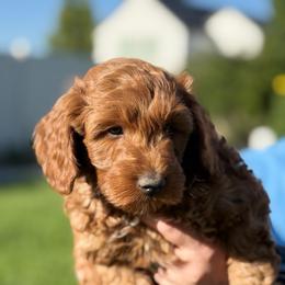 Yellow - Red  female Goldendoodle puppy in Herriman, Utah from Sunnydoodle Utah