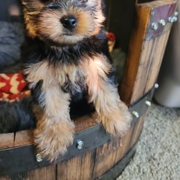 Mario - Black and tan Yorkshire Terrier puppy in Junction City, Ohio from On The Edge Of A Dream Yorkies