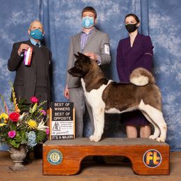 CH. Ophelia - Brown, black overlay female Akita puppy in Cuba, Missouri from Kamikaze Akitas