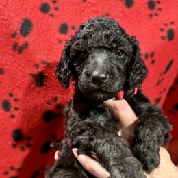 Red boy - Silver male Poodle puppy in East Wenatchee, Washington from Stylish Standards