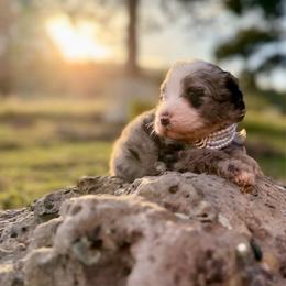 Vail - female Australian Mountain Doodle puppy in Lookout, California from Remington Kennels, LLC
