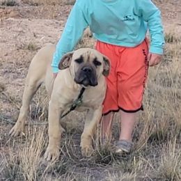 Boerboel Puppies from Standing Stone Boerboels
