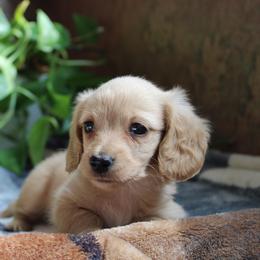 Nash - Cream male Dachshund puppy in Midland, Texas from The Barefield Doxies
