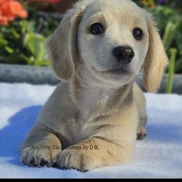 Noah - Cream male Dachshund puppy in Ben Wheeler, Texas from Anytime Dachshunds by D.B.
