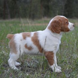 Brittany Puppies from Tommie Dahl