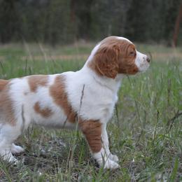 Brittany Puppies from Tommie Dahl
