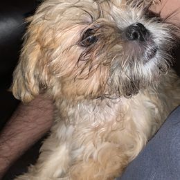 Shih Tzus from Michael’s Shih Tzus