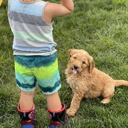 Bernedoodle Puppies from Over the Moon Poodles and Doodles