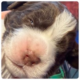 Red - White and liver male English Springer Spaniel puppy in St. Louis, Missouri from Three Doves