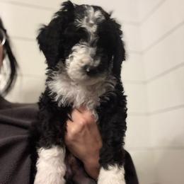 Grey Boy (Draco) - Black and white male Bernedoodle puppy in Moulton, Alabama from Triple W Doodles