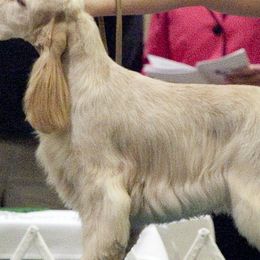 English Cocker Spaniels and German Shorthaired Pointers from Ashwind kennels