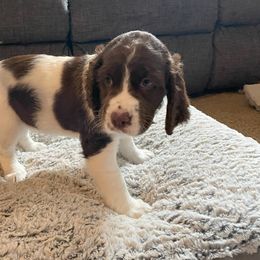 English Springer Spaniel Puppies from Timothy Naylor