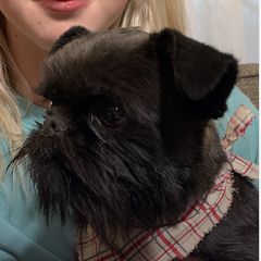 Bubba - Brussels Griffon