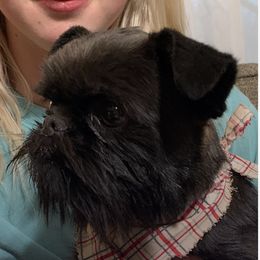 Bubba - Brussels Griffon