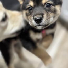 Shiba Inu Puppies from NJ Shiba Baby