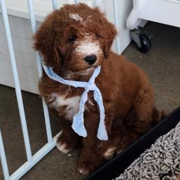 Toffie crunch - Red female Labradoodle puppy in Anaheim, California from BabySweet Labradoodles