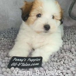 Mocha - Tri-color Coton de Tulear puppy in Cary, North Carolina from Gil-VTales