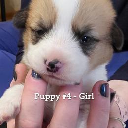 Puppy 4 - Fawn female Pembroke Welsh Corgi puppy in Buffalo, Wyoming from Diamond K Corgis