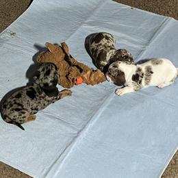 Dachshund Puppies from The Weenie Herd Mom