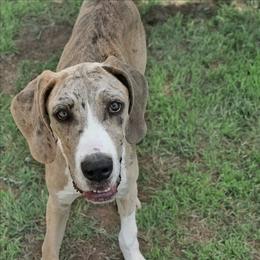 Olive - Merle female Great Dane puppy in Cunningham, Kansas from Garden Grove Great Danes