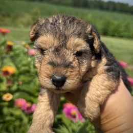 Black and Tan Female - Black and tan female Lakeland Terrier puppy in Marshallville, Ohio from Anne's Pups