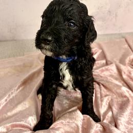 Lord Marcus Anderson - Parti male Goldendoodle puppy in Stoughton, Wisconsin from Mandi's Doodles