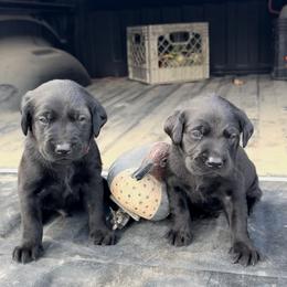 Labrador Retriever Puppies from Ozatonka British Labs