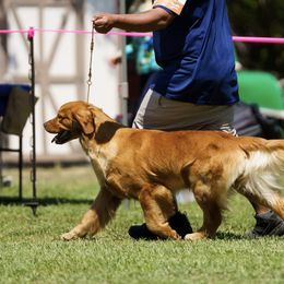 Jazzy - Golden Retriever