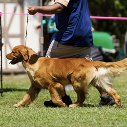 Jazzy - Golden Retriever