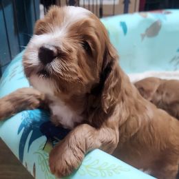 Charlie - Red male Australian Labradoodle puppy in Ocala, Florida from Vinton Valley Australian Labradoodles
