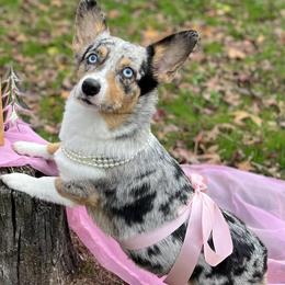 American Corgis from La Augies & Corgis