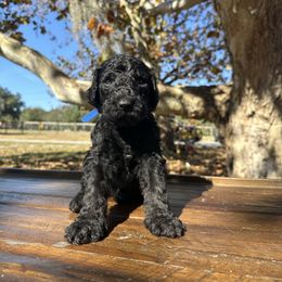 AUMAKUA - Black male Goldendoodle puppy in Fruitland Park, Florida from Mount Doodles