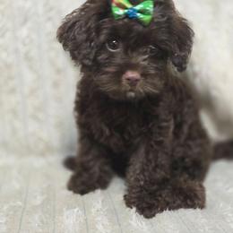 Godiva - Chocolate female Cavapoo puppy in Decatur, Illinois from Petite Pups