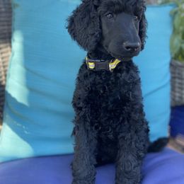 Poodle Puppies from Turkhaven