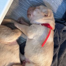 Red Boy - Yellow male Labrador Retriever puppy in Rock Hill, South Carolina from North Star Retrievers
