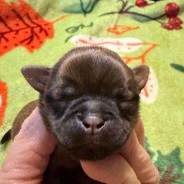 Brea - Red female Brussels Griffon puppy in Seneca, Missouri from Stephanie’s Puppy Colony