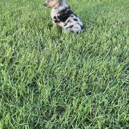 Toy Australian Shepherds from Fly Farms