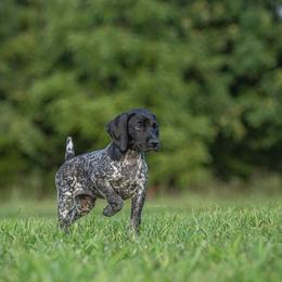 German Shorthaired Pointer and Vizsla Puppies from Nosam Kennels