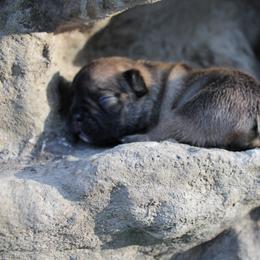 Willow - Black and tan female French Bulldog puppy in Saucier, Mississippi from Mississippi Sound Frenchies