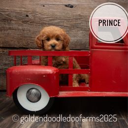 Prince - Apricot male Goldendoodle puppy in Hyrum, Utah from Goldendoodledoo Farms