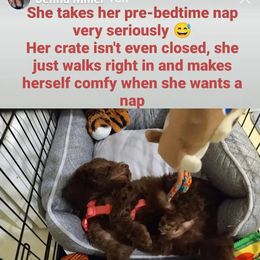 Poodle Puppies from Polly Wally Doodles and Poodles