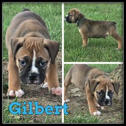 Gilbert - Fawn and white male Olde English Bulldogge puppy in Wheeler, Michigan from Haase Family Kennels